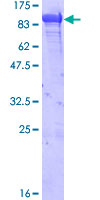 HSPA5 / GRP78 / BiP Protein - 12.5% SDS-PAGE of human HSPA5 stained with Coomassie Blue
