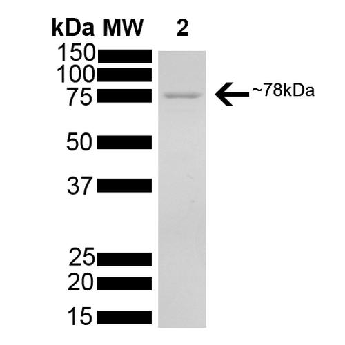 HSPA5 / GRP78 / BiP Protein - SDS-PAGE of 78kDa Grp78 (Bip) protein.
