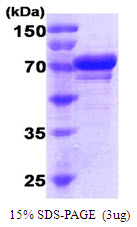 HSPA5 / GRP78 / BiP Protein