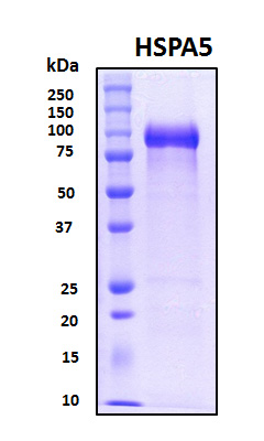 HSPA5 / GRP78 / BiP Protein - SDS-PAGE under reducing conditions and visualized by Coomassie blue staining