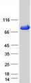 HSPA5 / GRP78 / BiP Protein - Purified recombinant protein HSPA5 was analyzed by SDS-PAGE gel and Coomassie Blue Staining
