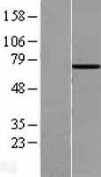 HSPA6 / HSP70B' Protein - Western validation with an anti-DDK antibody * L: Control HEK293 lysate R: Over-expression lysate