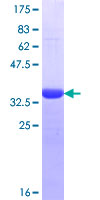 HSPA6 / HSP70B' Protein - 12.5% SDS-PAGE Stained with Coomassie Blue.