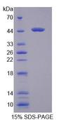 HSPA6 / HSP70B' Protein - Recombinant  Heat Shock 70kDa Protein 6 By SDS-PAGE