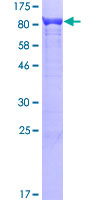 HSPA8 / HSC70 Protein - 12.5% SDS-PAGE of human HSPA8 stained with Coomassie Blue