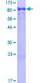 HSPA8 / HSC70 Protein - 12.5% SDS-PAGE of human HSPA8 stained with Coomassie Blue