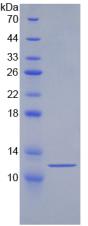 HSPA8 / HSC70 Protein - Recombinant Heat Shock 70kDa Protein 8 By SDS-PAGE