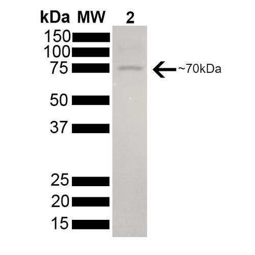 HSPA8 / HSC70 Protein - SDS-PAGE of 73kDa Hsc70 protein.