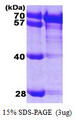 HSPA8 / HSC70 Protein