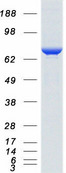 HSPA8 / HSC70 Protein - Purified recombinant protein HSPA8 was analyzed by SDS-PAGE gel and Coomassie Blue Staining