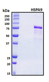 HSPA9 / Mortalin / GRP75 Protein - SDS-PAGE under reducing conditions and visualized by Coomassie blue staining