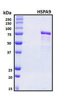 HSPA9 / Mortalin / GRP75 Protein - SDS-PAGE under reducing conditions and visualized by Coomassie blue staining