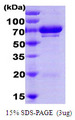 HSPA9 / Mortalin / GRP75 Protein