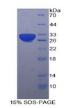 HSPA9 / Mortalin / GRP75 Protein - Recombinant Heat Shock 70kDa Protein 9 By SDS-PAGE