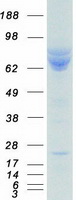 HSPA9 / Mortalin / GRP75 Protein - Purified recombinant protein HSPA9 was analyzed by SDS-PAGE gel and Coomassie Blue Staining