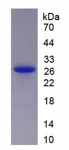 HSPB1 / HSP27 Protein - Recombinant Heat Shock 27kDa Protein 1 By SDS-PAGE