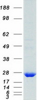 HSPB1 / HSP27 Protein - Purified recombinant protein HSPB1 was analyzed by SDS-PAGE gel and Coomassie Blue Staining