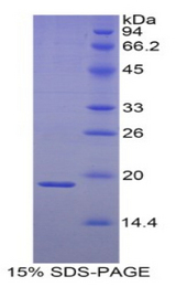 HSPB3 Protein - Recombinant Heat Shock Protein Beta 3 By SDS-PAGE