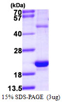 HSPB3 Protein