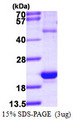 HSPB3 Protein