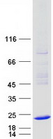 HSPB3 Protein - Purified recombinant protein HSPB3 was analyzed by SDS-PAGE gel and Coomassie Blue Staining