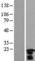 HSPB7 / CvHSP Protein - Western validation with an anti-DDK antibody * L: Control HEK293 lysate R: Over-expression lysate