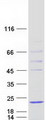 HSPB9 Protein - Purified recombinant protein HSPB9 was analyzed by SDS-PAGE gel and Coomassie Blue Staining