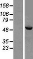 HSPBAP1 Protein - Western validation with an anti-DDK antibody * L: Control HEK293 lysate R: Over-expression lysate