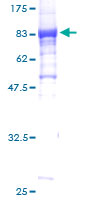 HSPBAP1 Protein - 12.5% SDS-PAGE of human HSPBAP1 stained with Coomassie Blue