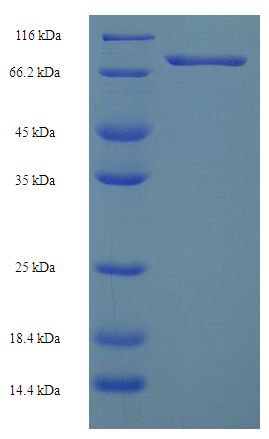 HSPBAP1 Protein