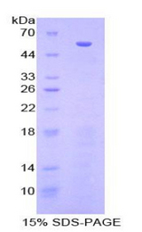 HSPBP1 Protein - Recombinant Heat Shock 70kDa Binding Protein 1 By SDS-PAGE