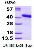 HSPBP1 Protein