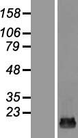 HSPC176 / TRAPPC2L Protein - Western validation with an anti-DDK antibody * L: Control HEK293 lysate R: Over-expression lysate