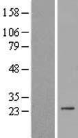 HSpc24 / SPBC24 Protein - Western validation with an anti-DDK antibody * L: Control HEK293 lysate R: Over-expression lysate