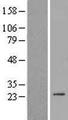 HSpc24 / SPBC24 Protein - Western validation with an anti-DDK antibody * L: Control HEK293 lysate R: Over-expression lysate
