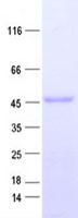 HSPC304 / C7orf64 Protein