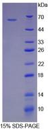 HSPD1 / HSP60 Protein - Recombinant Heat Shock 60kD Protein 1, Chaperonin By SDS-PAGE