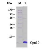 HSPE1 / HSP10 / Chaperonin 10 Protein - SDS-PAGE of 10kDa human Cpn10 protein.