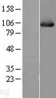 HSPH1 / HSP105 Protein - Western validation with an anti-DDK antibody * L: Control HEK293 lysate R: Over-expression lysate