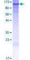 HSPH1 / HSP105 Protein - 12.5% SDS-PAGE of human HSPH1 stained with Coomassie Blue