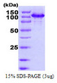 HSPH1 / HSP105 Protein