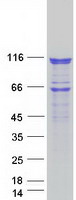 HSPH1 / HSP105 Protein - Purified recombinant protein HSPH1 was analyzed by SDS-PAGE gel and Coomassie Blue Staining