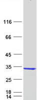 HsT19268 / MTHFS Protein - Purified recombinant protein MTHFS was analyzed by SDS-PAGE gel and Coomassie Blue Staining