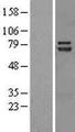 HT2A / TRIM32 Protein - Western validation with an anti-DDK antibody * L: Control HEK293 lysate R: Over-expression lysate