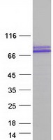 HT2A / TRIM32 Protein - Purified recombinant protein TRIM32 was analyzed by SDS-PAGE gel and Coomassie Blue Staining