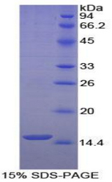 HTN1 / Histatin-1 Protein - Recombinant Histatin 1 By SDS-PAGE