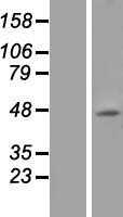 HTR1A / 5-HT1A Receptor Protein - Western validation with an anti-DDK antibody * L: Control HEK293 lysate R: Over-expression lysate