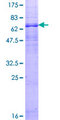 HTR1A / 5-HT1A Receptor Protein - 12.5% SDS-PAGE of human HTR1A stained with Coomassie Blue