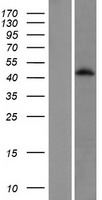 HTR1D / 5-HT1D Receptor Protein - Western validation with an anti-DDK antibody * L: Control HEK293 lysate R: Over-expression lysate