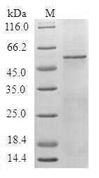 HTR1F / 5-HT1F Receptor Protein - (Tris-Glycine gel) Discontinuous SDS-PAGE (reduced) with 5% enrichment gel and 15% separation gel.